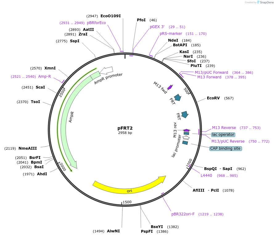 65009-plasmid-map-sequence-id-109917