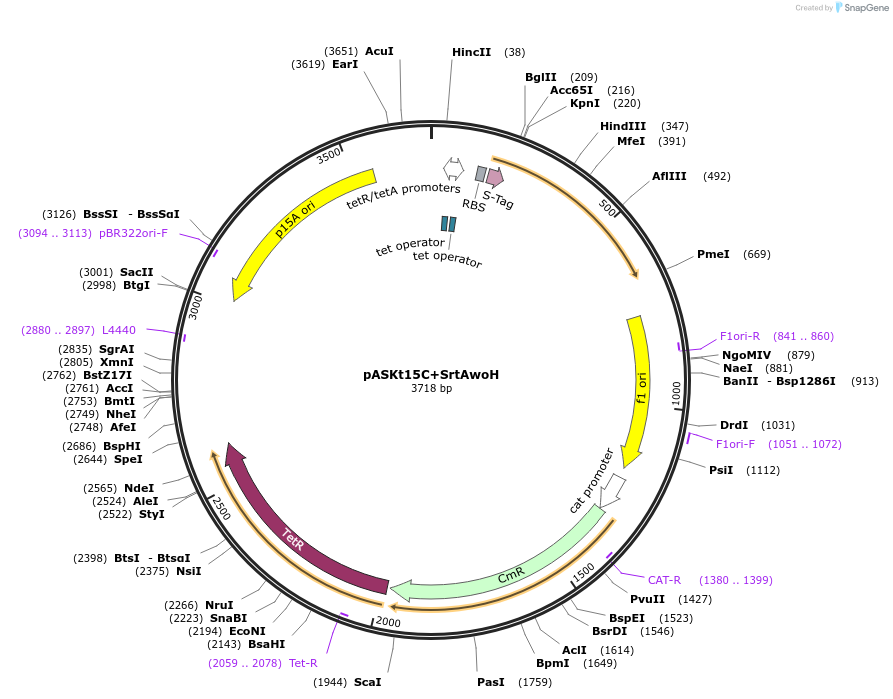 65017-plasmid-map-sequence-id-109958