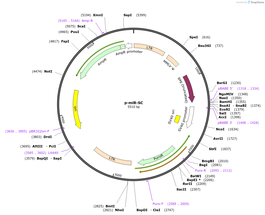 65055-plasmid-map-sequence-id-109974