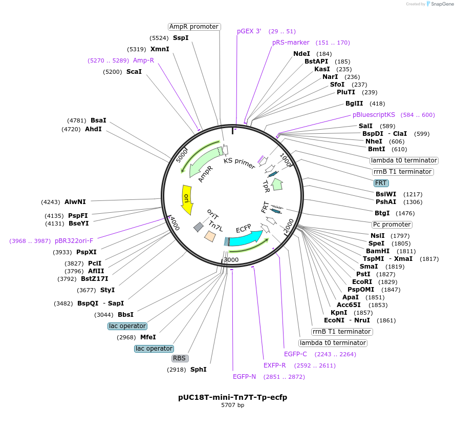65034-plasmid-map-sequence-id-109982