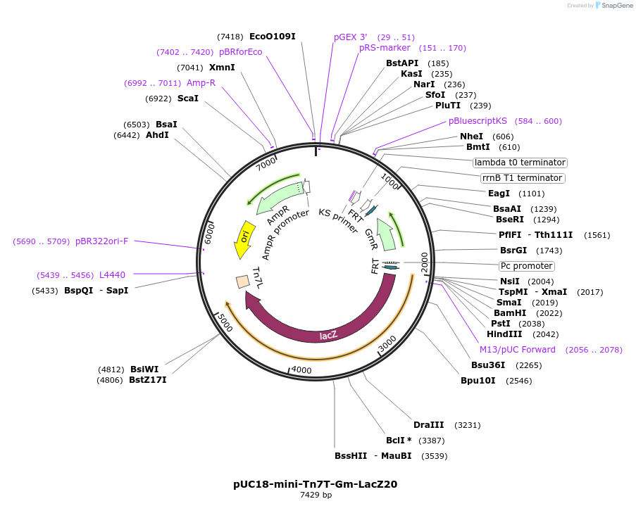 65027-plasmid-map-sequence-id-109989