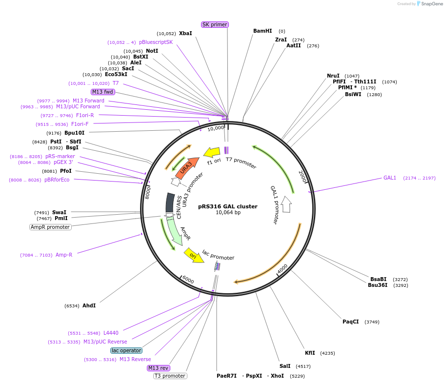 61925-plasmid-map-sequence-id-110105