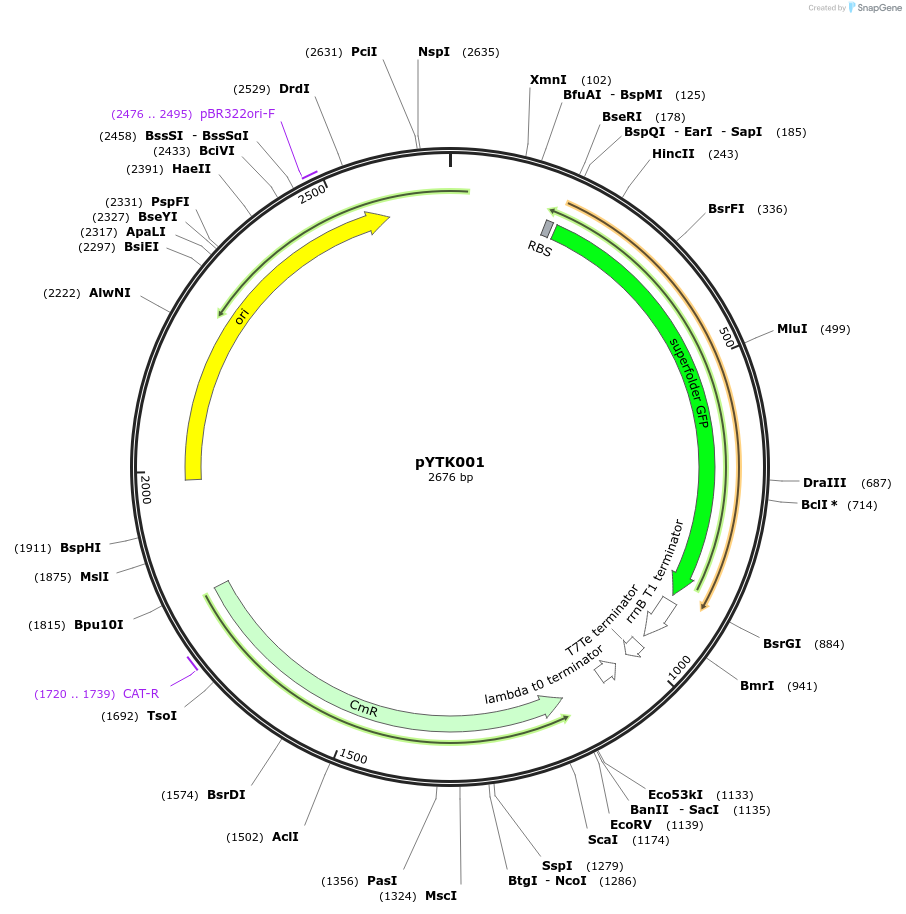 65108-plasmid-map-sequence-id-110161