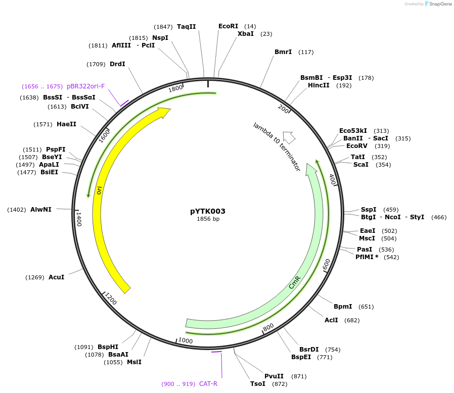 65110-plasmid-map-sequence-id-110163