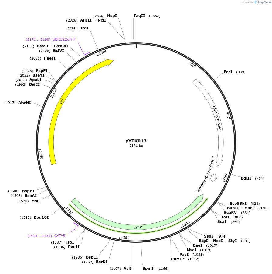 65120-plasmid-map-sequence-id-110173