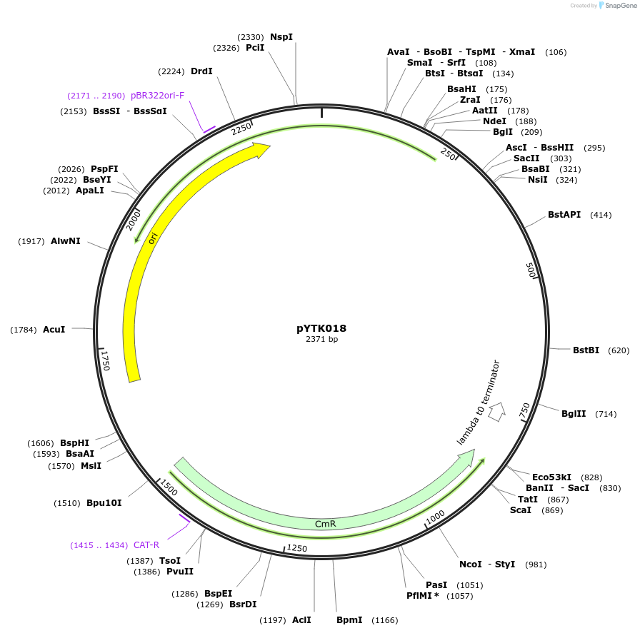 65125-plasmid-map-sequence-id-110178