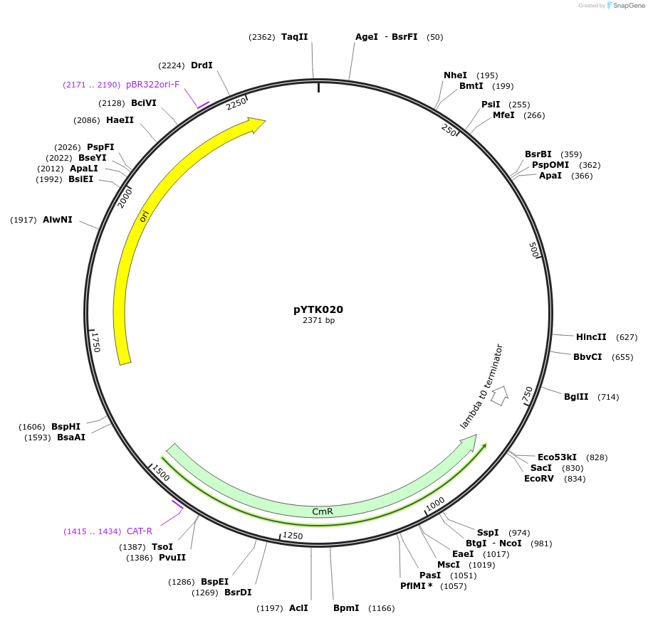 65127-plasmid-map-sequence-id-110180