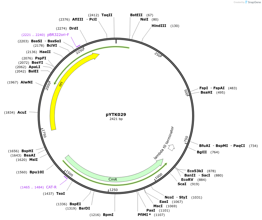 65136-plasmid-map-sequence-id-110189