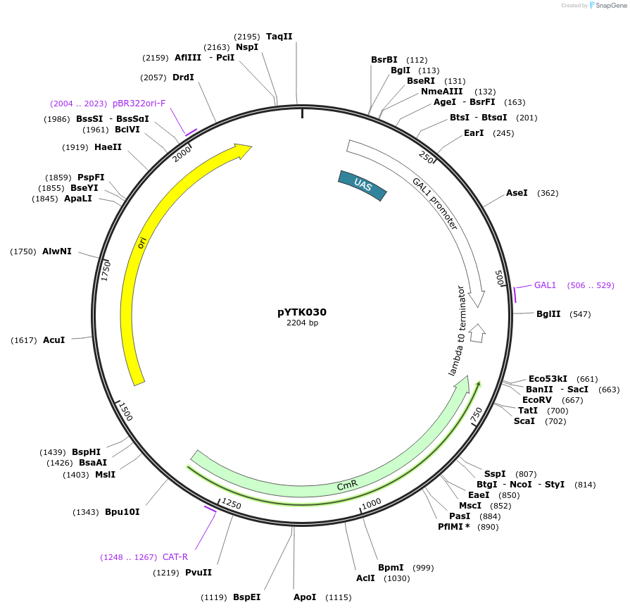 65137-plasmid-map-sequence-id-110190
