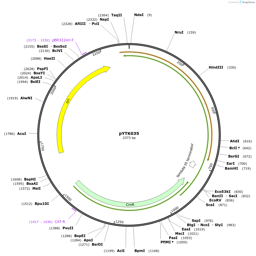 65142-plasmid-map-sequence-id-110195