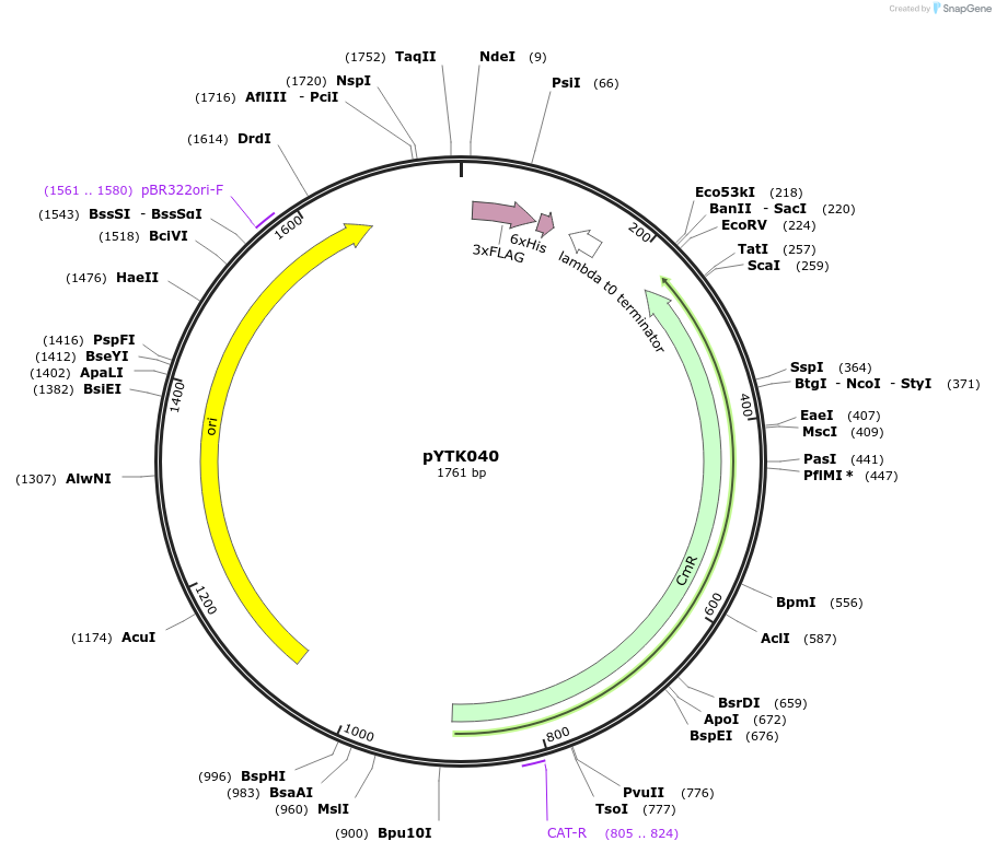 65147-plasmid-map-sequence-id-110200