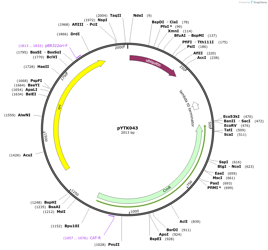 65150-plasmid-map-sequence-id-110203