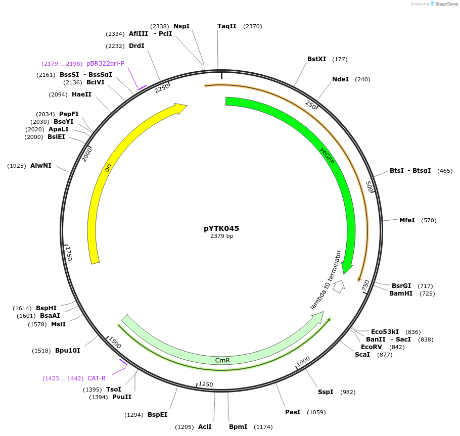 65152-plasmid-map-sequence-id-110205