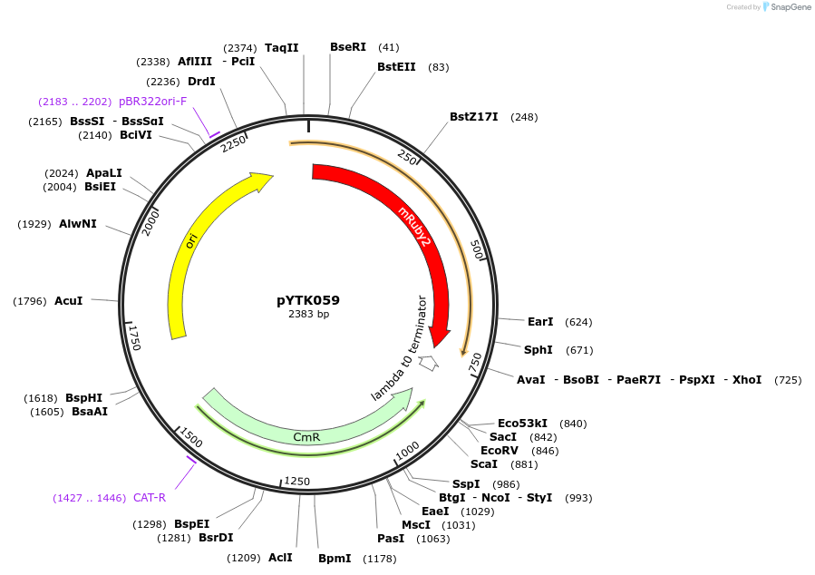 65166-plasmid-map-sequence-id-110219