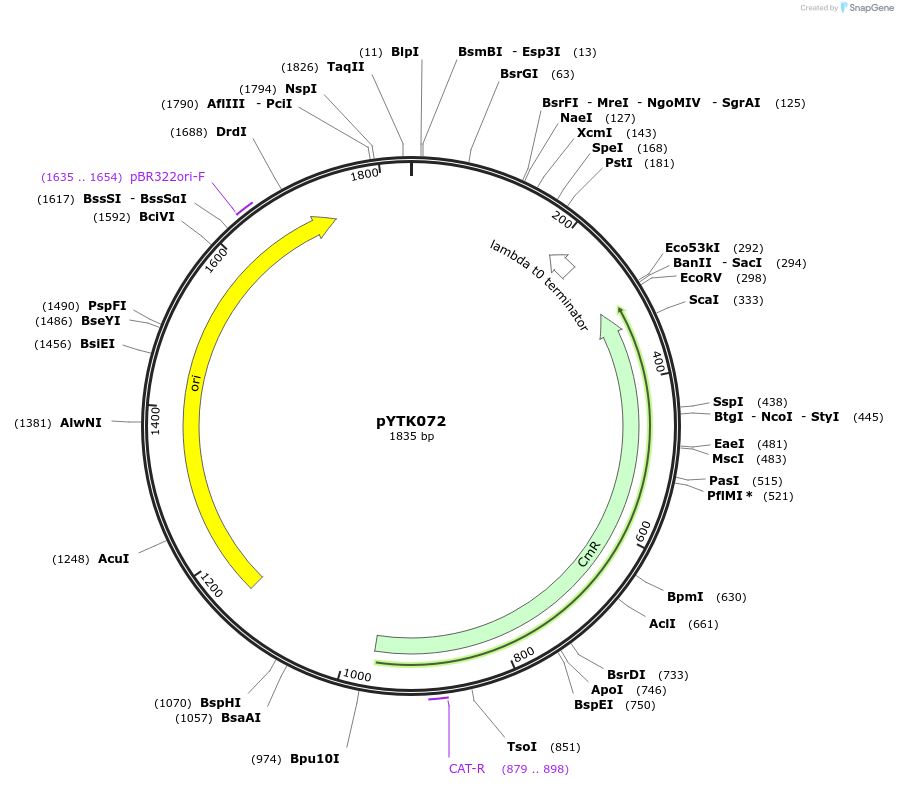 65179-plasmid-map-sequence-id-110232