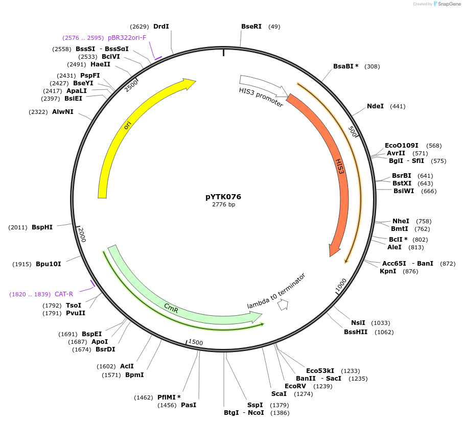65183-plasmid-map-sequence-id-110236