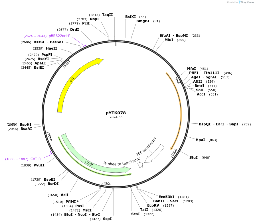 65185-plasmid-map-sequence-id-110238