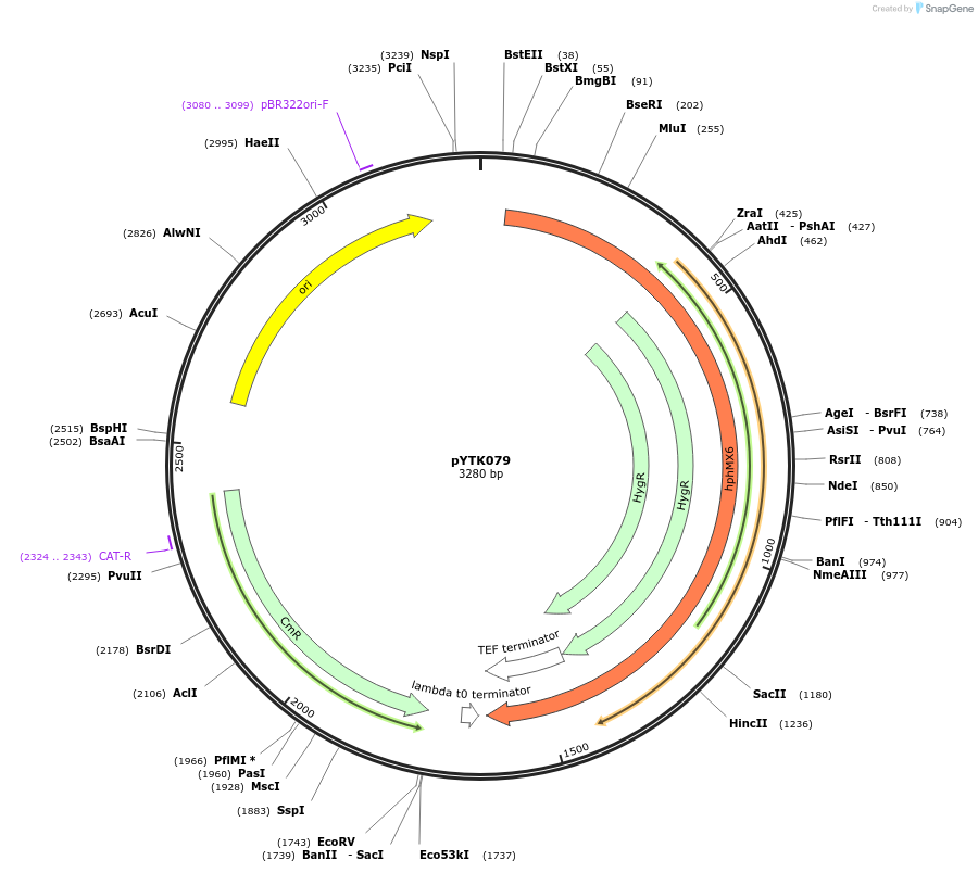 65186-plasmid-map-sequence-id-110239