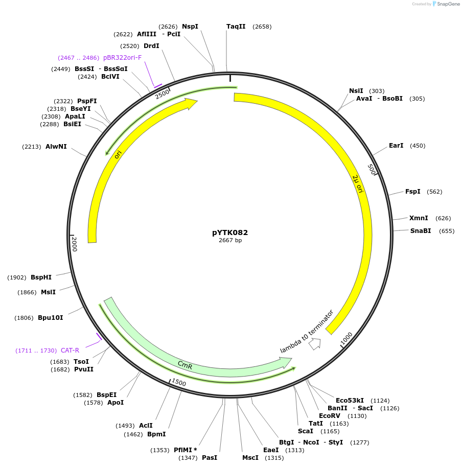 65189-plasmid-map-sequence-id-110242