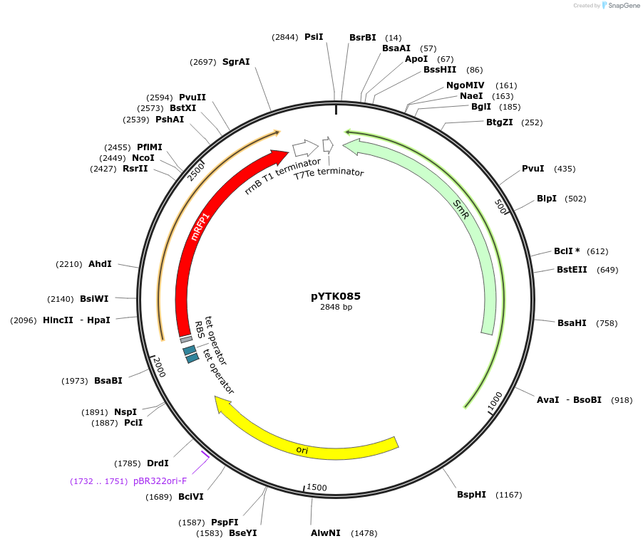 65192-plasmid-map-sequence-id-110245