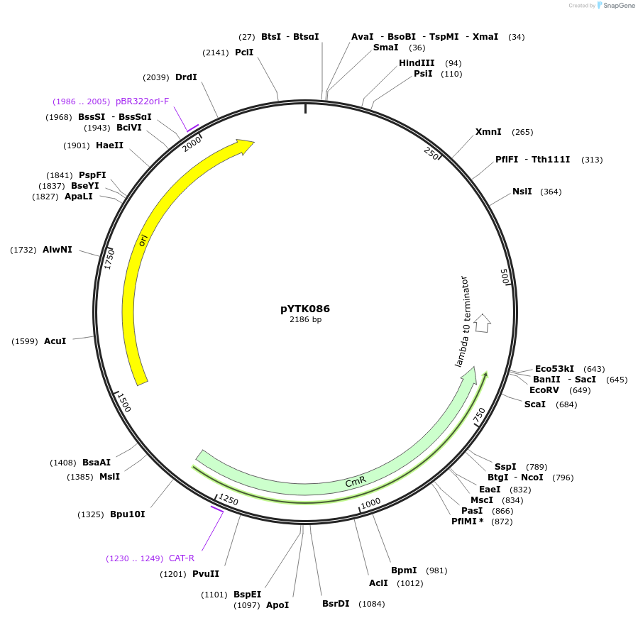 65193-plasmid-map-sequence-id-110246
