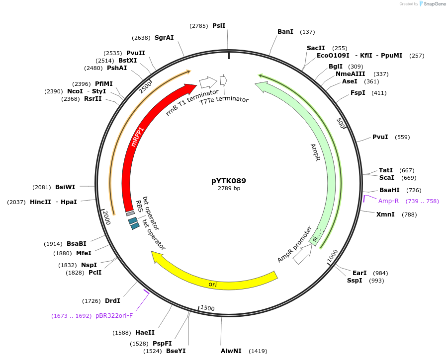 65196-plasmid-map-sequence-id-110249