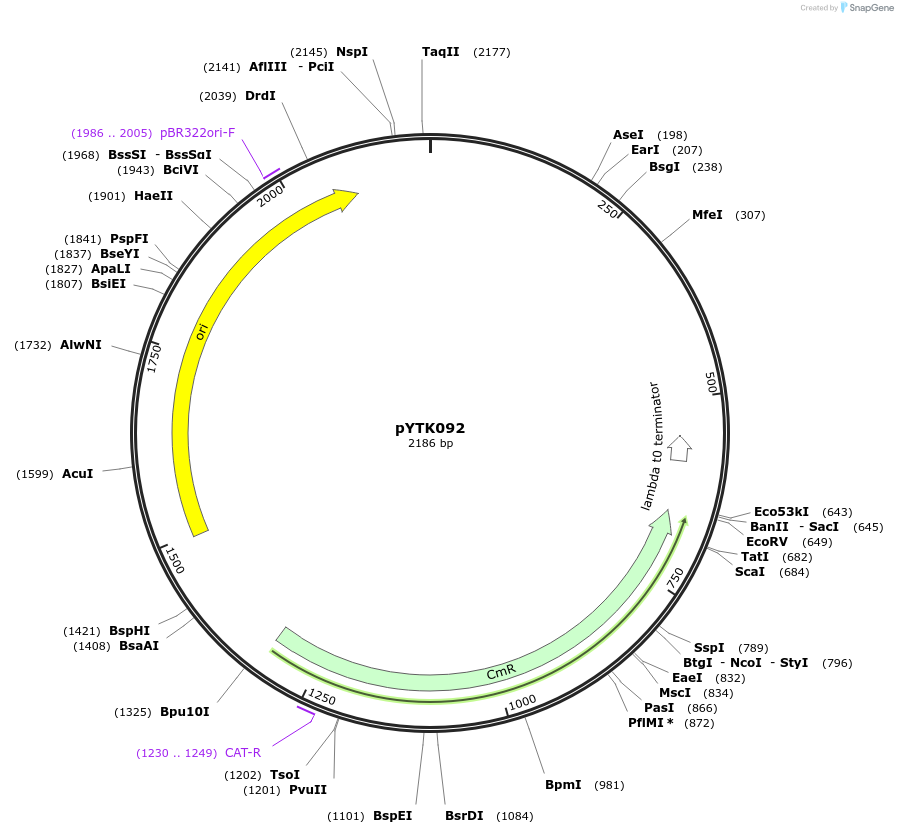 65199-plasmid-map-sequence-id-110252