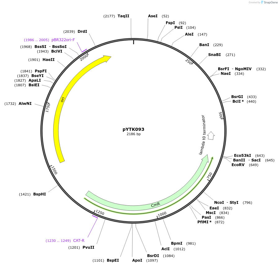 65200-plasmid-map-sequence-id-110253