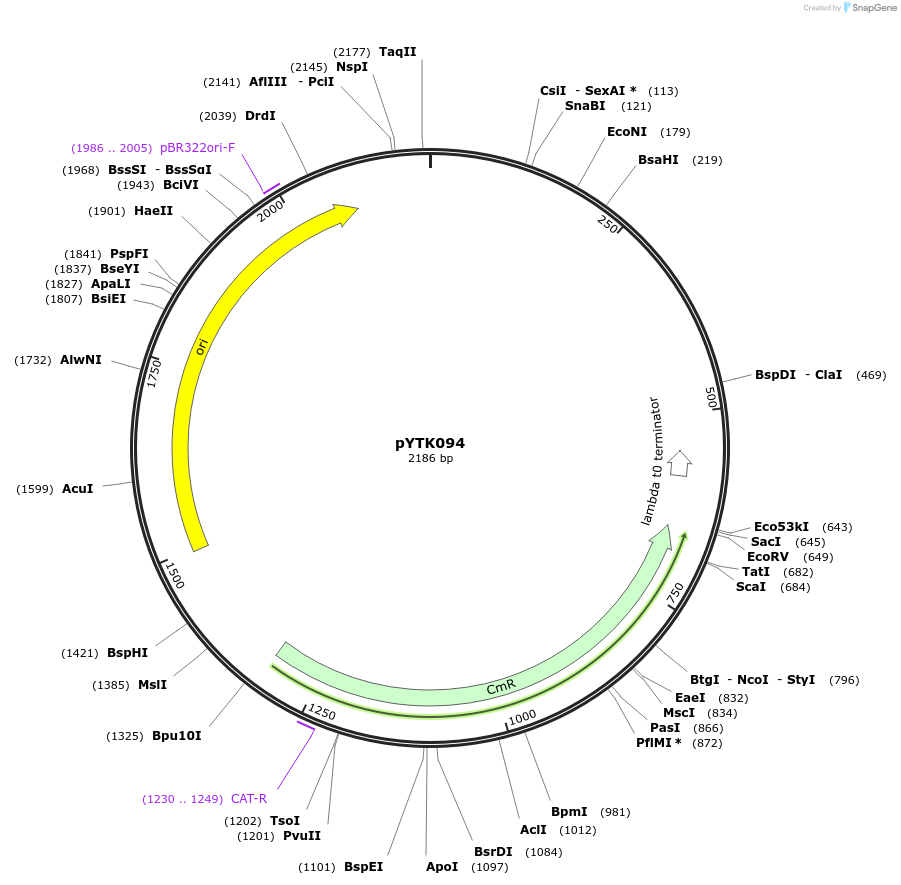 65201-plasmid-map-sequence-id-110254