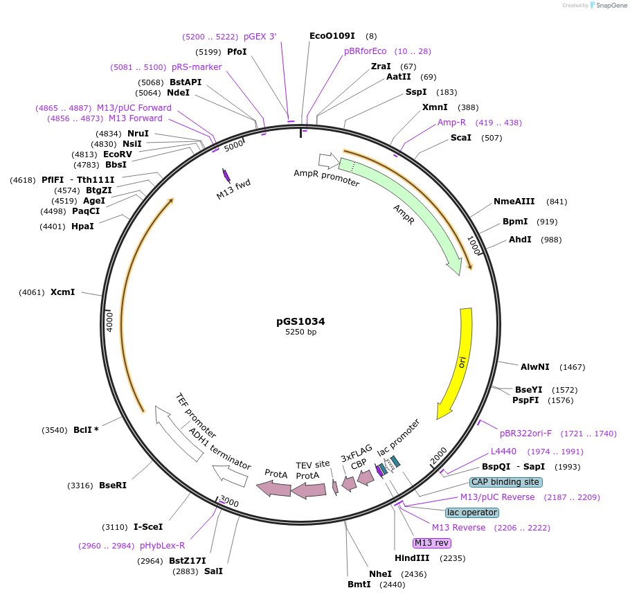 63796-plasmid-map-sequence-id-110311