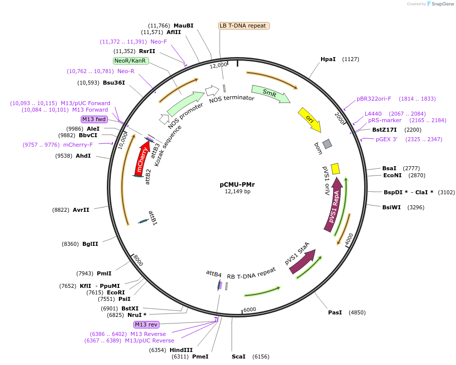 61180-plasmid-map-sequence-id-110362