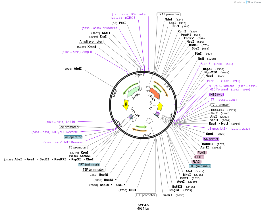 63904-plasmid-map-sequence-id-110406