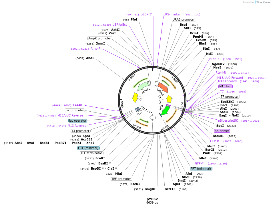 63908-plasmid-map-sequence-id-110444