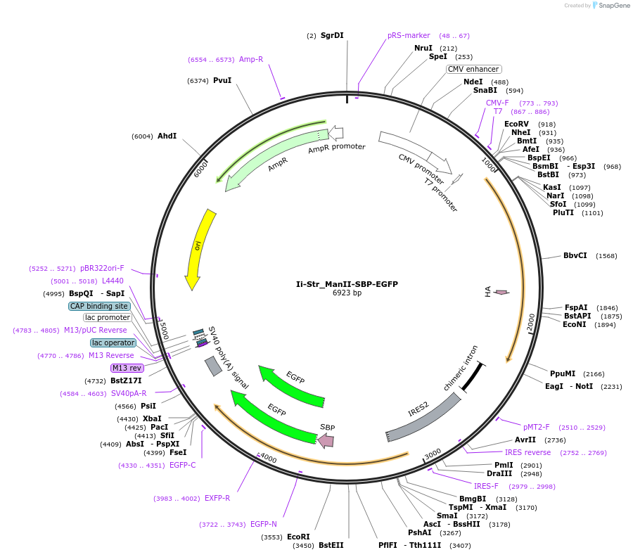 65255-plasmid-map-sequence-id-110463