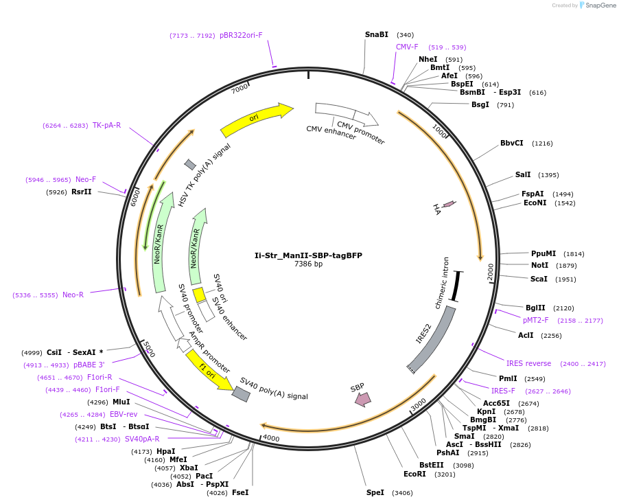 65257-plasmid-map-sequence-id-110465