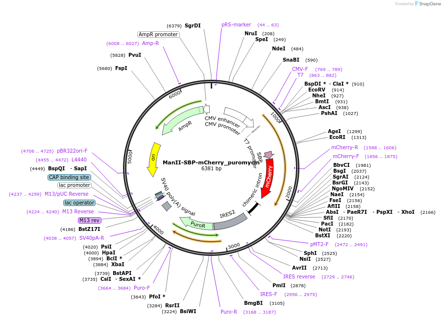 65261-plasmid-map-sequence-id-110469