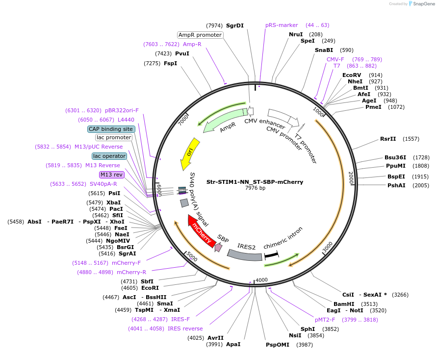 65263-plasmid-map-sequence-id-110471