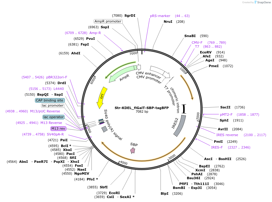 65274-plasmid-map-sequence-id-110482