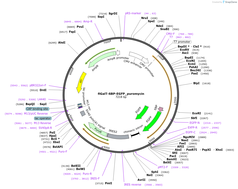 65275-plasmid-map-sequence-id-110483