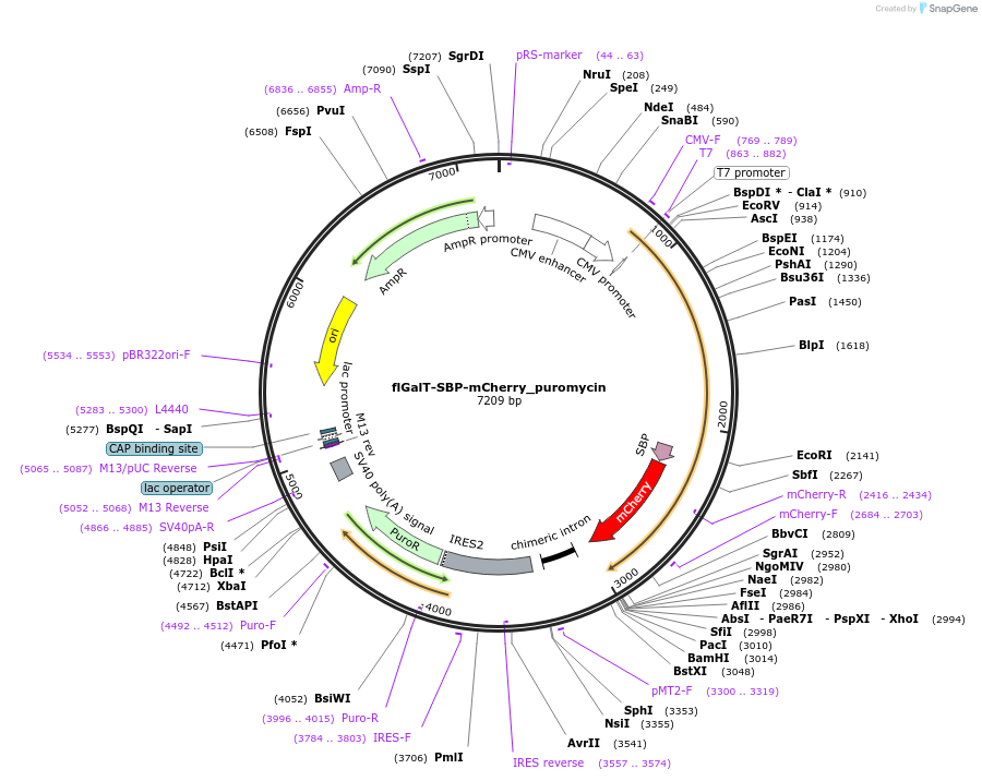 65276-plasmid-map-sequence-id-110484