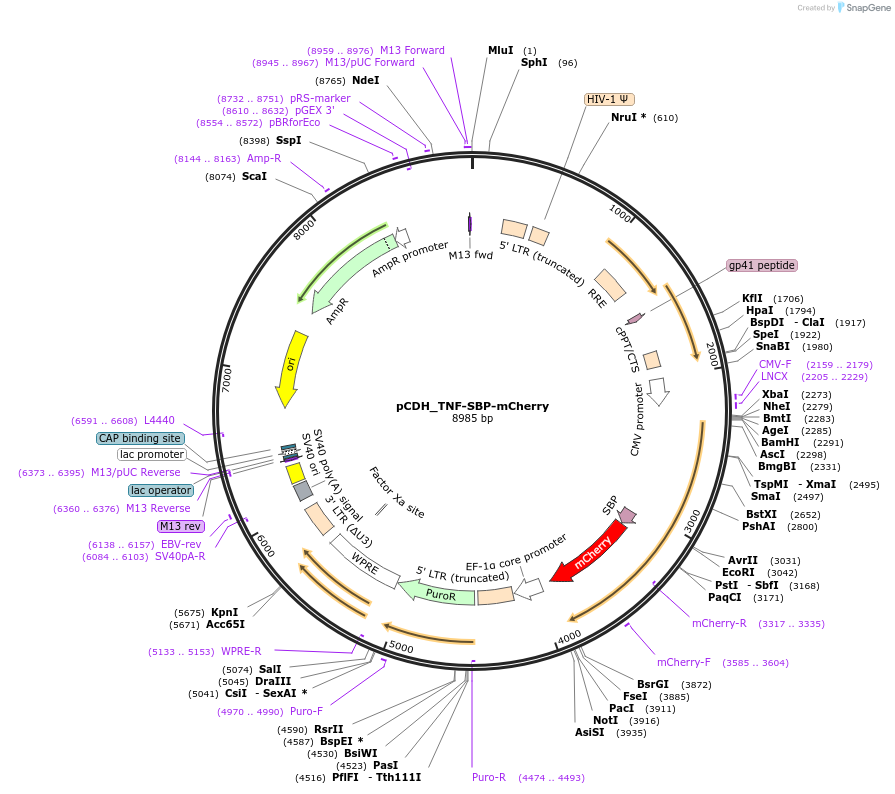 65283-plasmid-map-sequence-id-110491