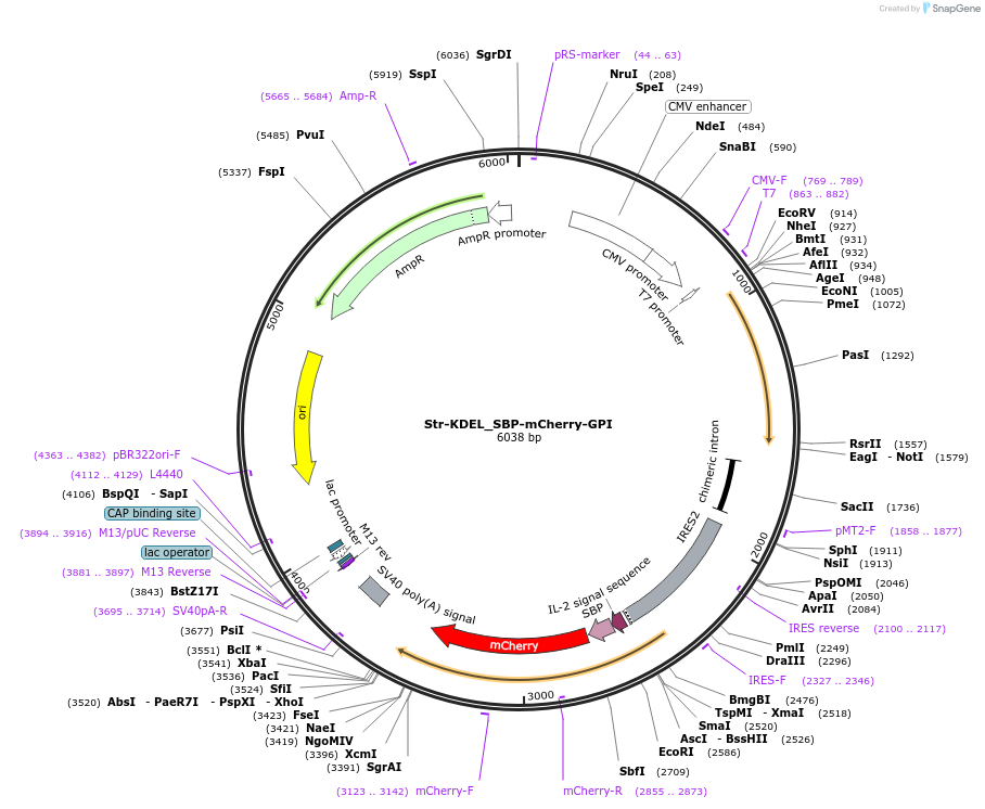 65295-plasmid-map-sequence-id-110503