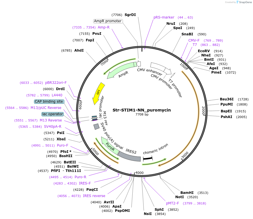 65310-plasmid-map-sequence-id-110518