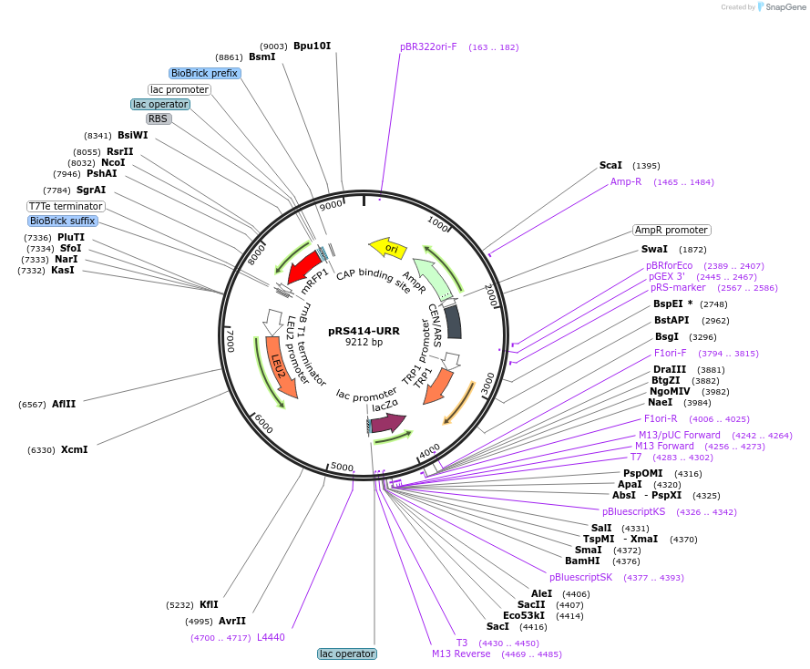 65329-plasmid-map-sequence-id-110562