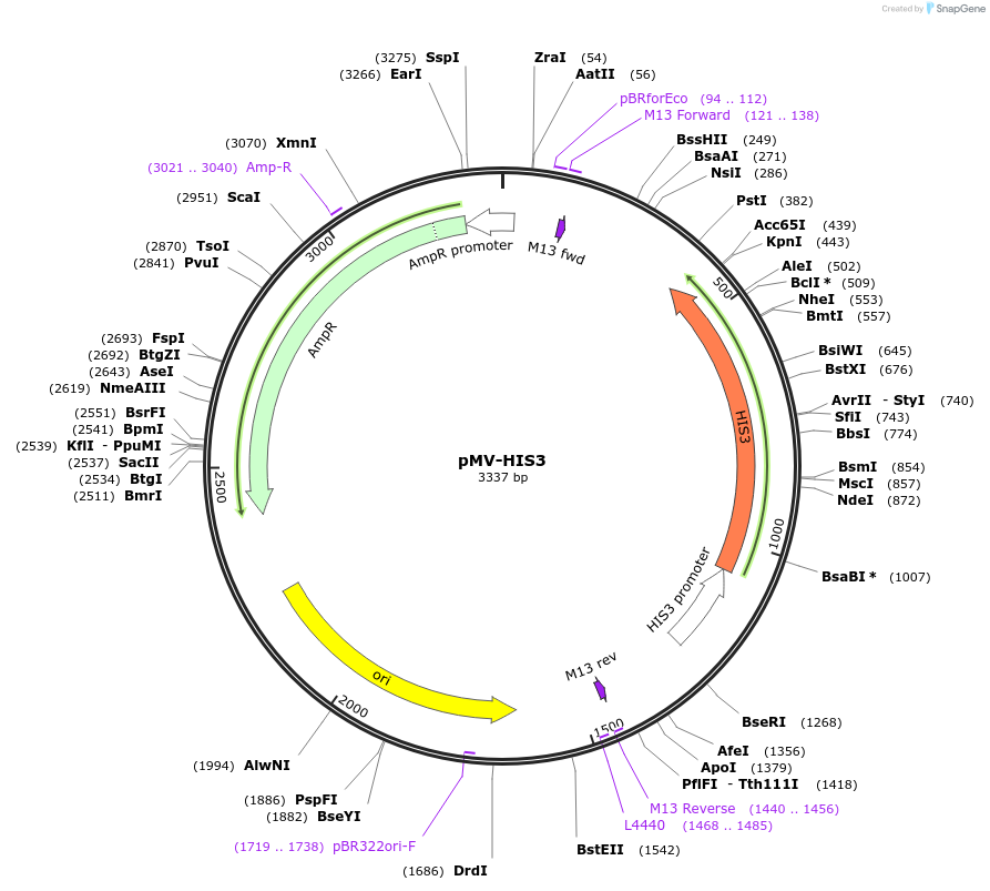 65333-plasmid-map-sequence-id-110566