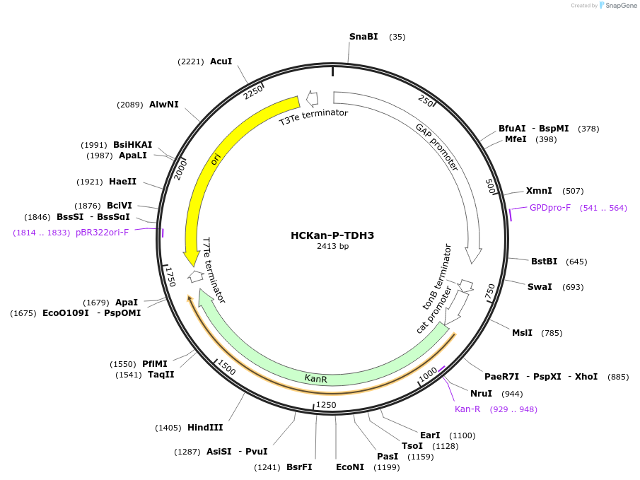 65336-plasmid-map-sequence-id-110569