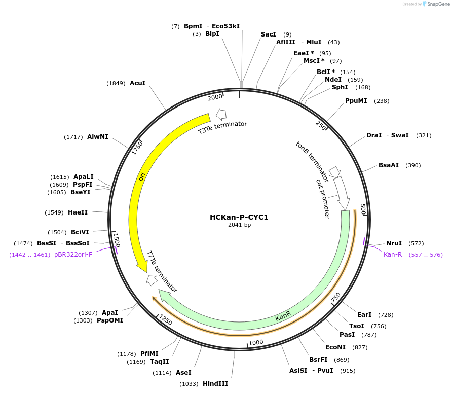 65338-plasmid-map-sequence-id-110571
