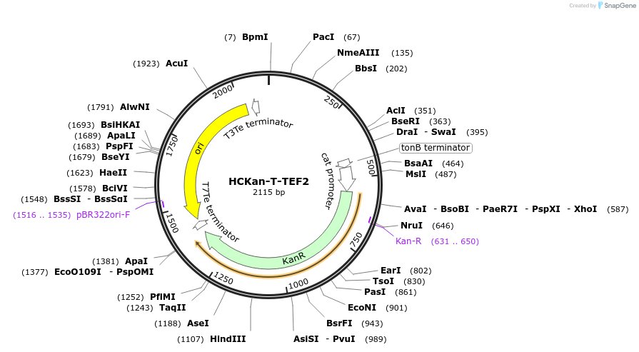 65340-plasmid-map-sequence-id-110573