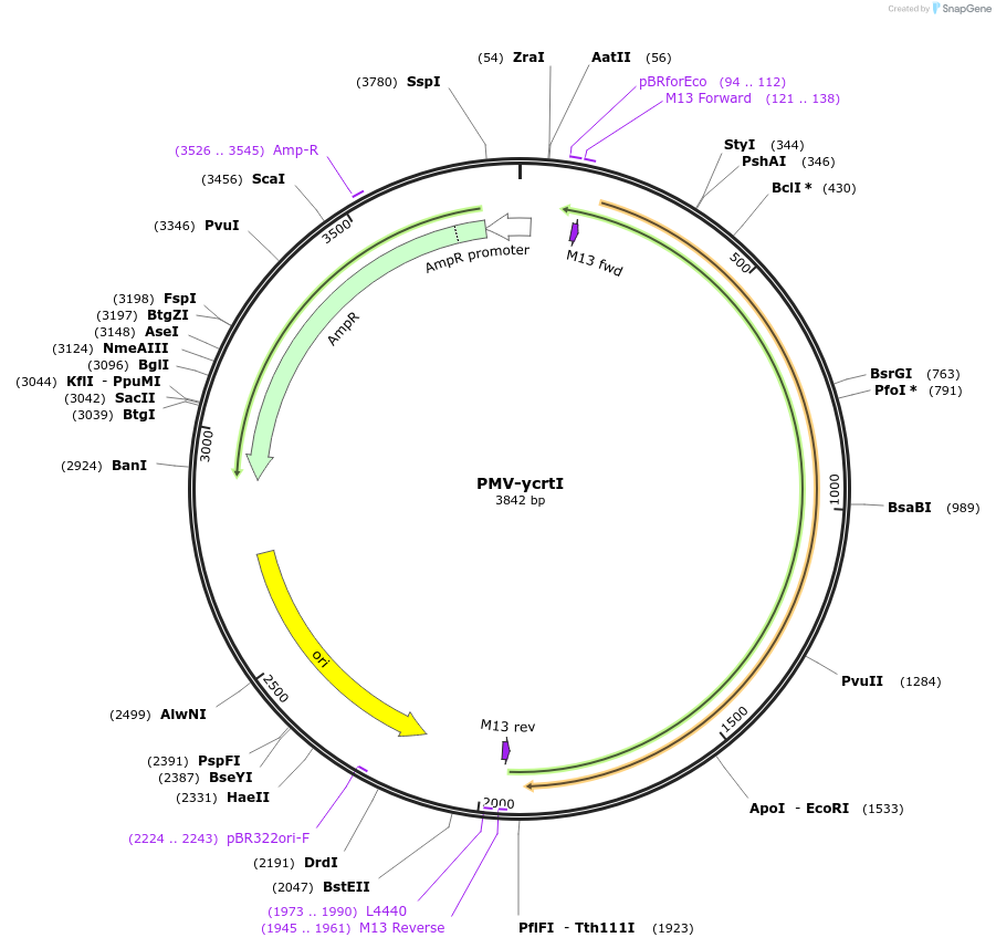 65342-plasmid-map-sequence-id-110575