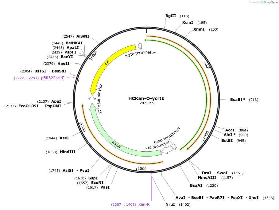 65344-plasmid-map-sequence-id-110577